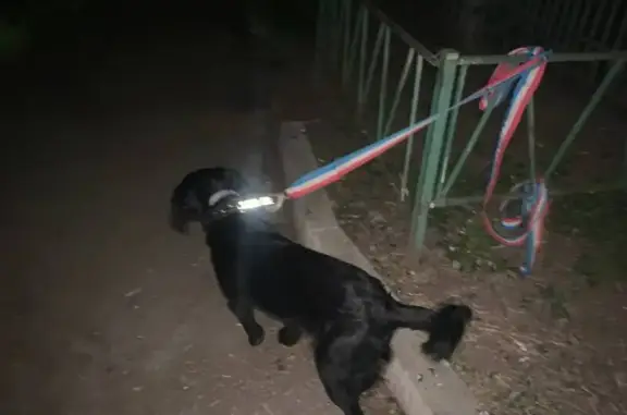 Найдена черная собака, ул. Никитина 66-а