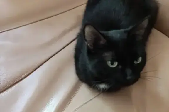 Кошка найдена: Витебская, 5, Н. Новгород
