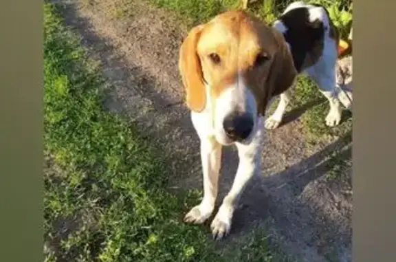 Найдена собака, Винниковский сельсовет, фото: Гончая найдена в Постоялых Дворах