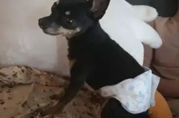 Собаки потеряшки, Тверь, фото: Потеряшка собака, Тверь, 3-й Южный пр., 30