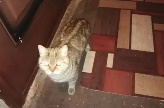 Найдена кошка, Златоуст, фото: Кошка найдена: Льва Толстого, 56, Златоуст