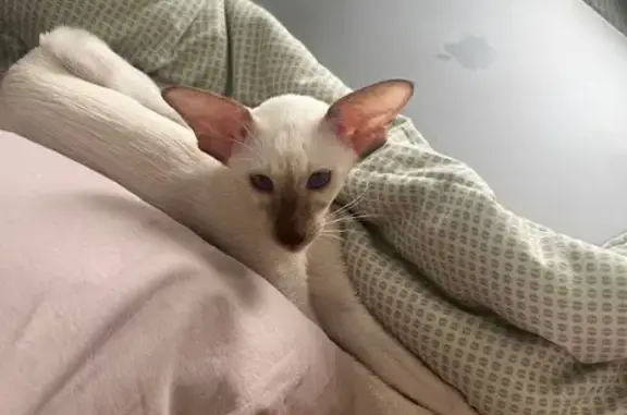 Пропала кошка, Урожайное, Алтайский край