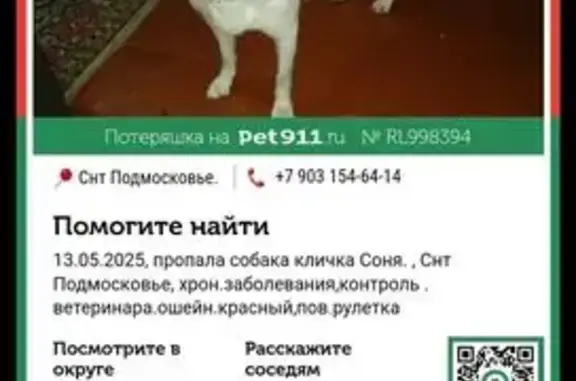 Пропала собака Соня, СНТ Подмосковье
