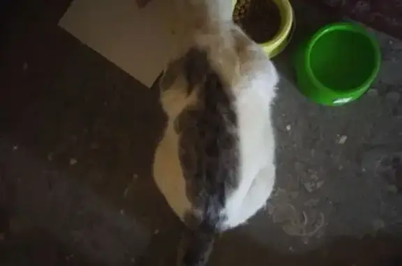 Кошка найдена: ул. Гашкова, 26А, Пермь