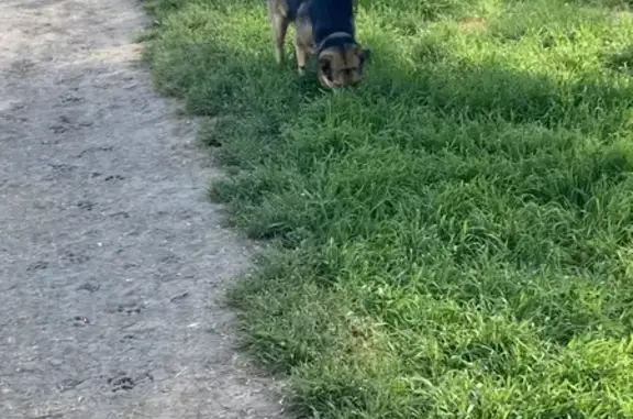 Собака найдена: Запорожская, 2, Краснодар