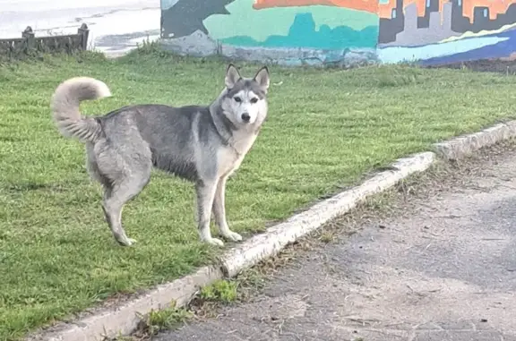 Найдена собака, пр. Дзержинского, 27