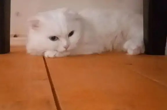 Пропала кошка, Ожигово, МО