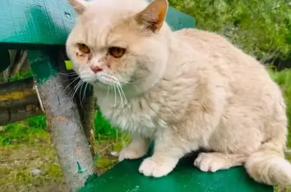 Найден кот: ул. И. Земнухова, 10