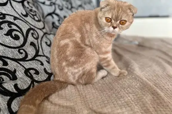 Найдена кошка, Смургиса 5, подъезд 4