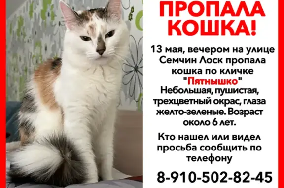 Кошки потеряшки, Рязань, фото: Потеряшка кошка, ул. Семчин Лоск, 1, Рязань