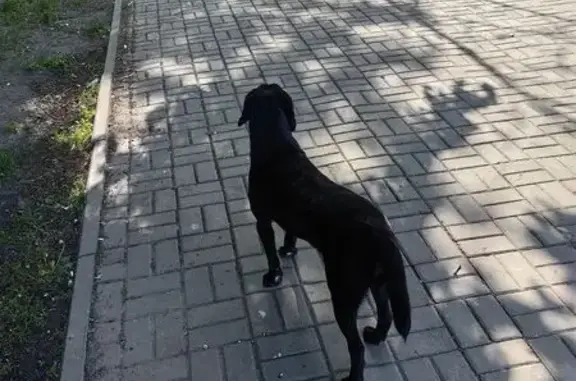 Найдена чёрная собака, ул. Алексеевского, 22