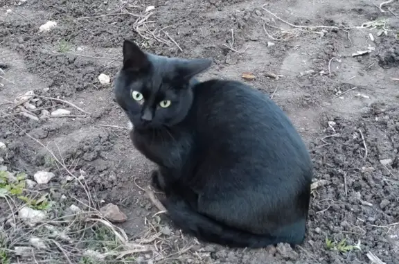 Кошки потеряшки, Тамбов, фото: Потеряшка кошка, ул. Гастелло, 65А, Тамбов