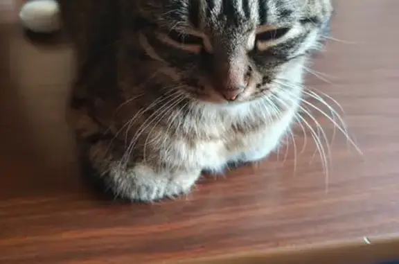 Объявления о пропавших и найденных животных, Тамбовская область, фото: Найдена кошка в Моршанске, Тамбовская обл.