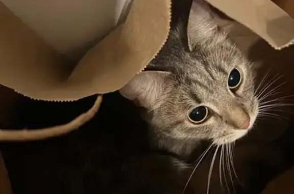 Пропала кошка на Сурикова, 11, Москва