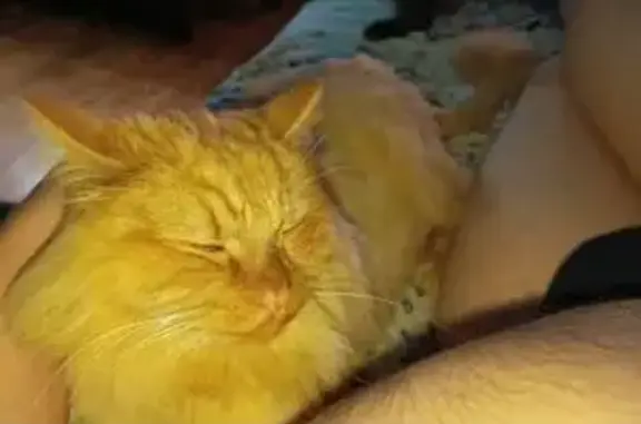 Кошка у подъезда, Восточная 6, Екб