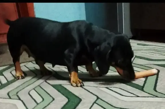 Найдена собака, Майма, фото: Собака найдена: Советская ул. 193А, Майма