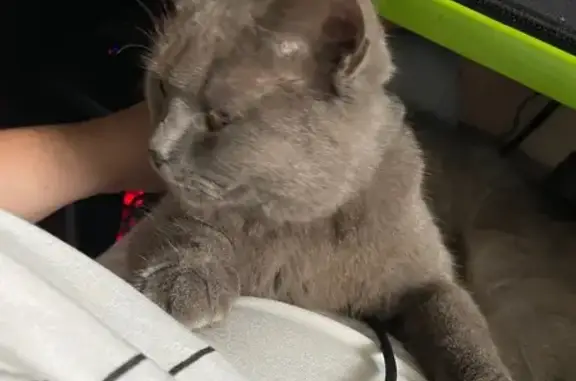 Пропала кошка, 3-я Секторная, 15, Чел.