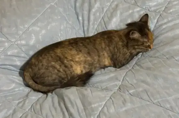 Кошки потеряшки, Тамбов, фото: Потеряшка кошка, ул. Свободная 14, Тамбов