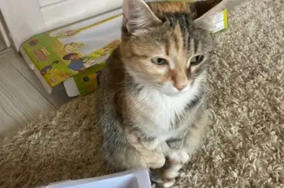 Пропала кошка