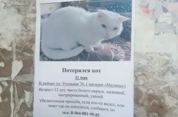 Пропала кошка, Бийск