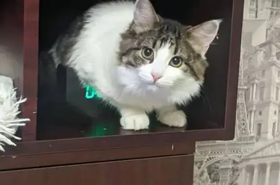 Кошки потеряшки, , фото: Потеряшка кошка