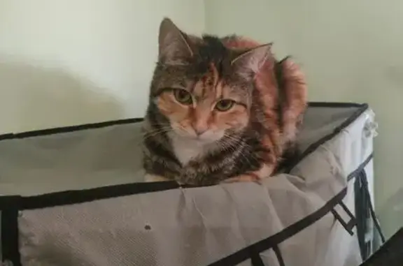 Кошки потеряшки, Михайловск, фото: Потеряшка кошка, Кисловодская ул. 16, Михайловск