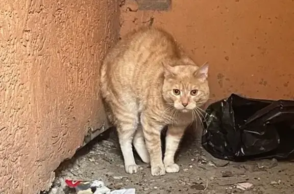 Найдена кошка, Кемерово, фото: Найдена кошка, Кемерово