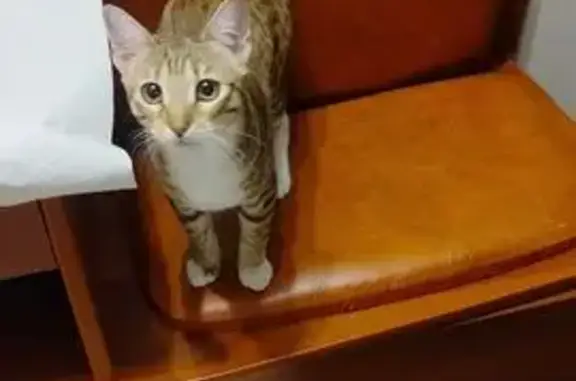 Найдена кошка, Сургут, фото: Найдена кошка, Сургут