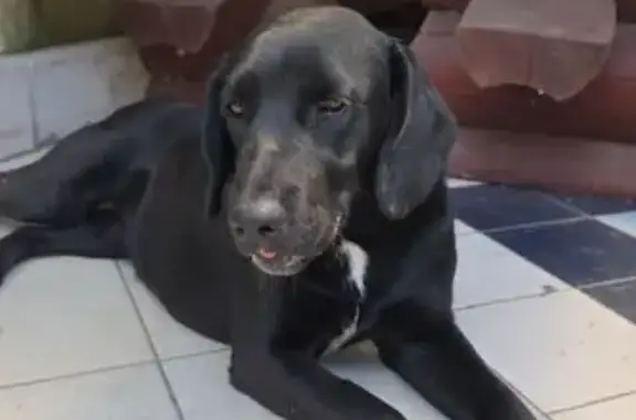 Найдена собака, Воронеж, фото: Собака найдена: ул. 20-летия Октября, 95