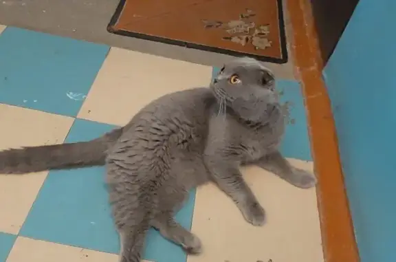 Кошка найдена: ул. Малиновского, 17, Омск