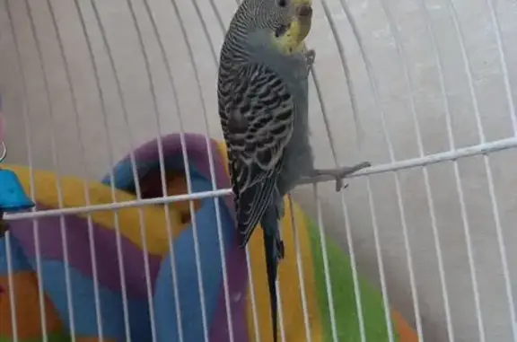 Птица найдена: ул. Советская, 5Б, Тамбов