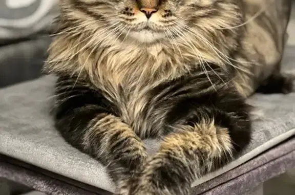 Пропала кошка, Алтайский край