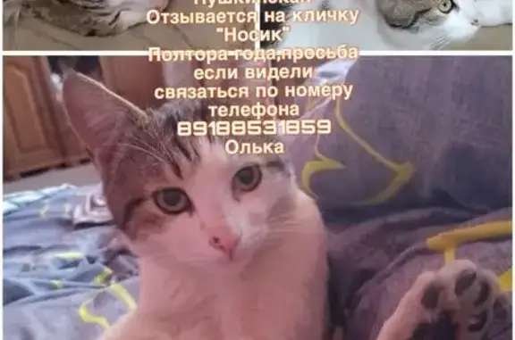 Пропала кошка, городской округ Новочеркасск