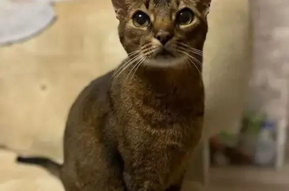 Кошки потеряшки, Саранск, фото: Потеряшка абиссинская кошка, ул. Бибиной, 20