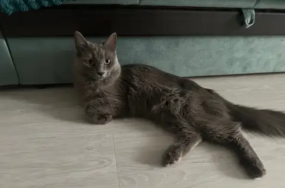 Найдена кошка, Сургут, фото: Найдена кошка, Сургут