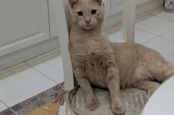 Пропала кошка, Пенза