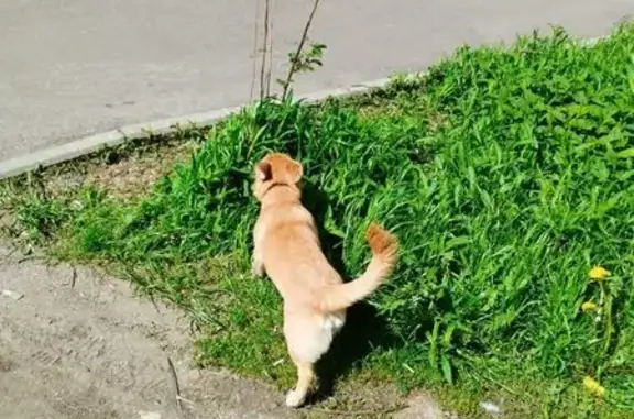 Найденные животные Москва, фото: Рыжий пес найден: Камчатская ул., 4, Москва