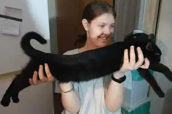 Кошки потеряшки, Самара, фото: Потеряшка кошка, Крайняя ул. 4, Самара