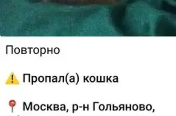 Пропала кошка, Москва