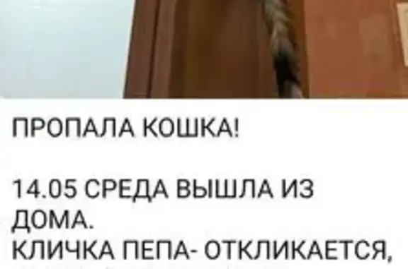 Пропала кошка, Москва