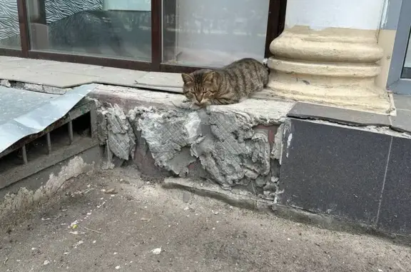 Найдена кошка, Москва