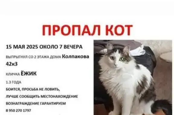 Пропала кошка, Мытищи