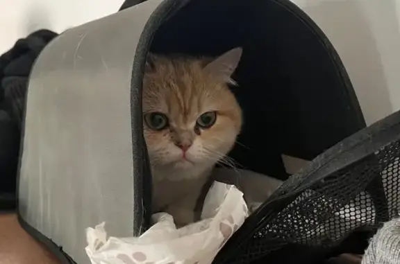 Найдена кошка, Новосибирск