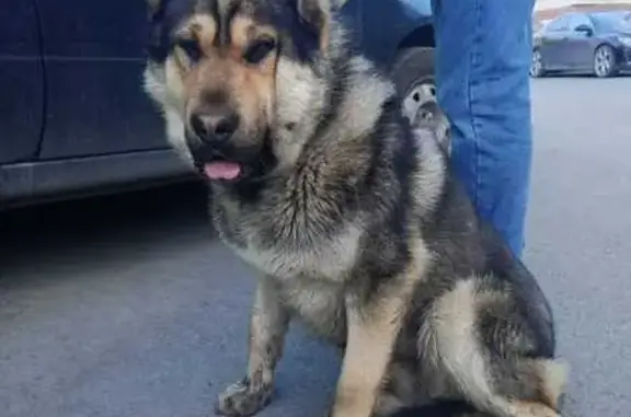 Найденные животные Курган, фото: Найдена собака, Станционная 22, Курган