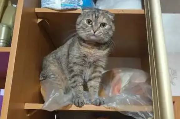 Пропала кошка