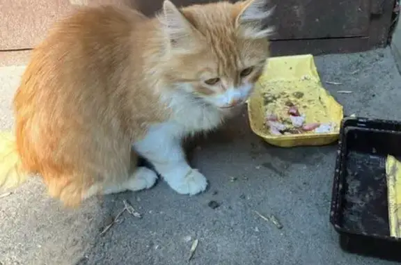 Найдена кошка, Нижний Новгород, фото: Кот найден на пл. Революции, 2А, Н. Новгород