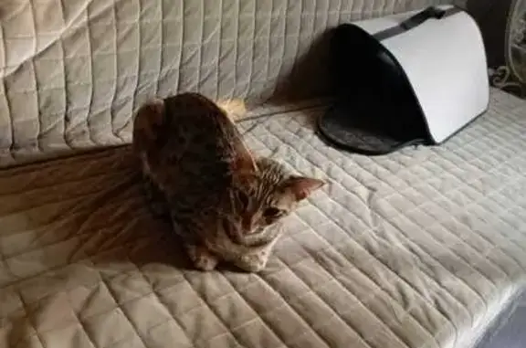 Кошка найдена в Ангелово, МО