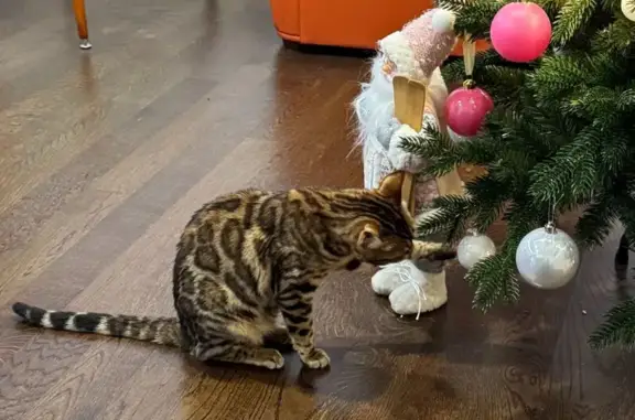 Пропала кошка