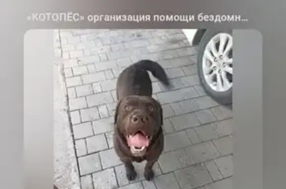 Найдена собака, Майма, фото: Шоколадный лабрадор найден, Зеленая 175