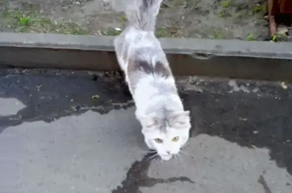 Найдена кошка, Серпухов, фото: Кот найден: ул. Пушкина, 45 к3, Серпухов